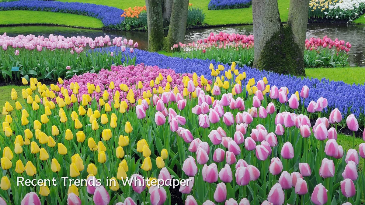 Recent Trends in Whitepaper