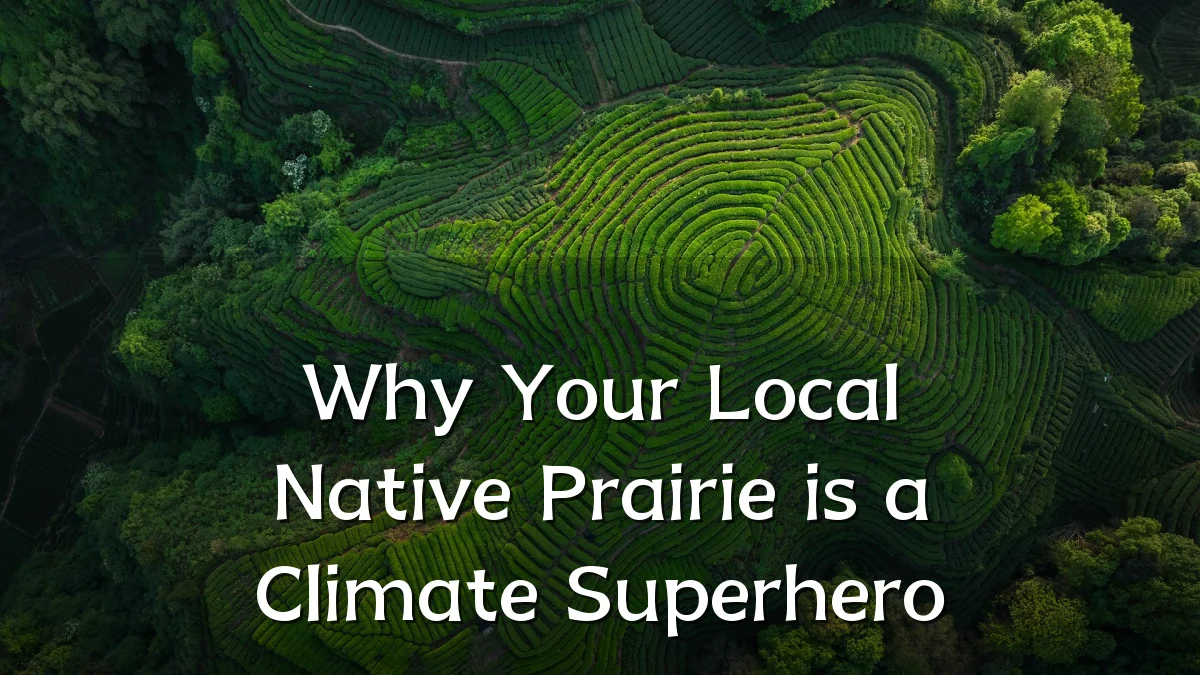 Why Your Local Native Prairie is a Climate Superhero