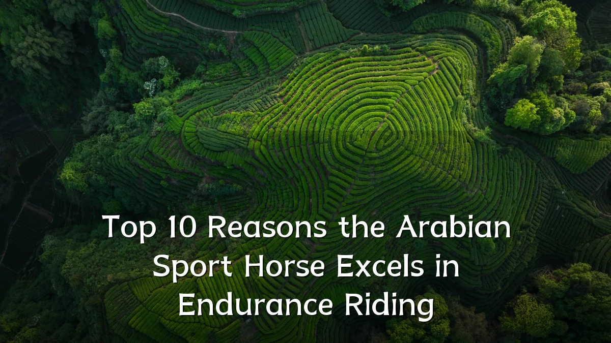 Top 10 Reasons the Arabian Sport Horse Excels in Endurance Riding