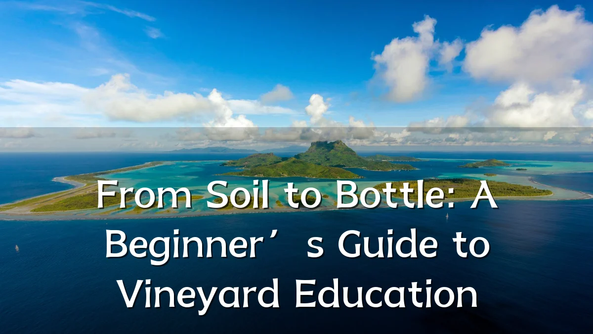 From Soil to Bottle: A Beginner’s Guide to Vineyard Education